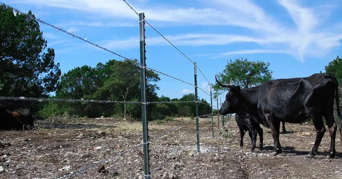Cattle fencing brady