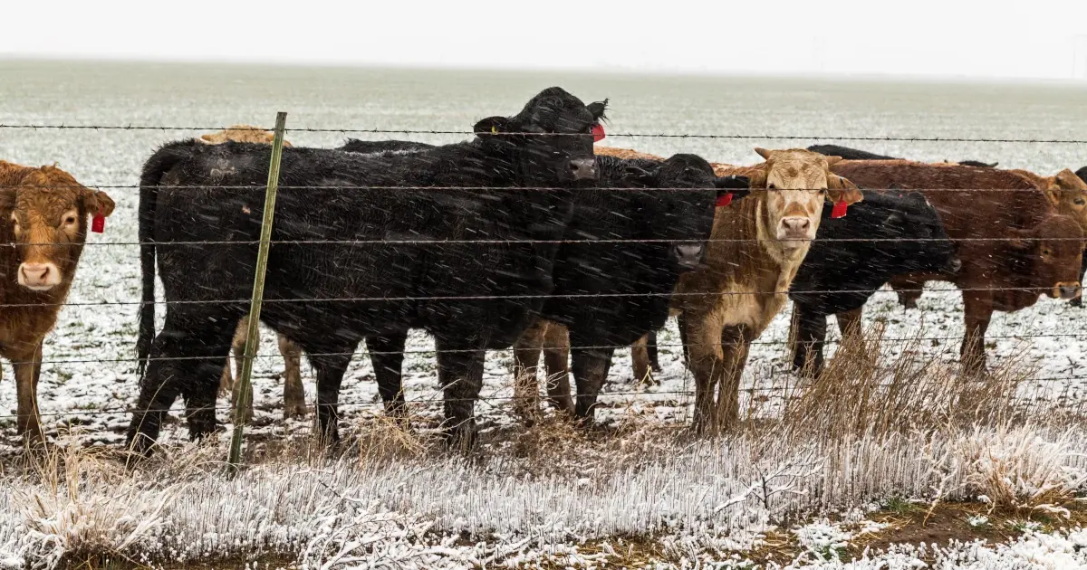 Texas ranch winter cattle
