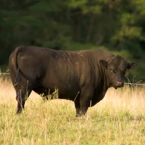 Angus bull