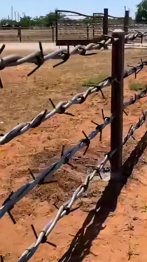 Barbed wire cattle fence