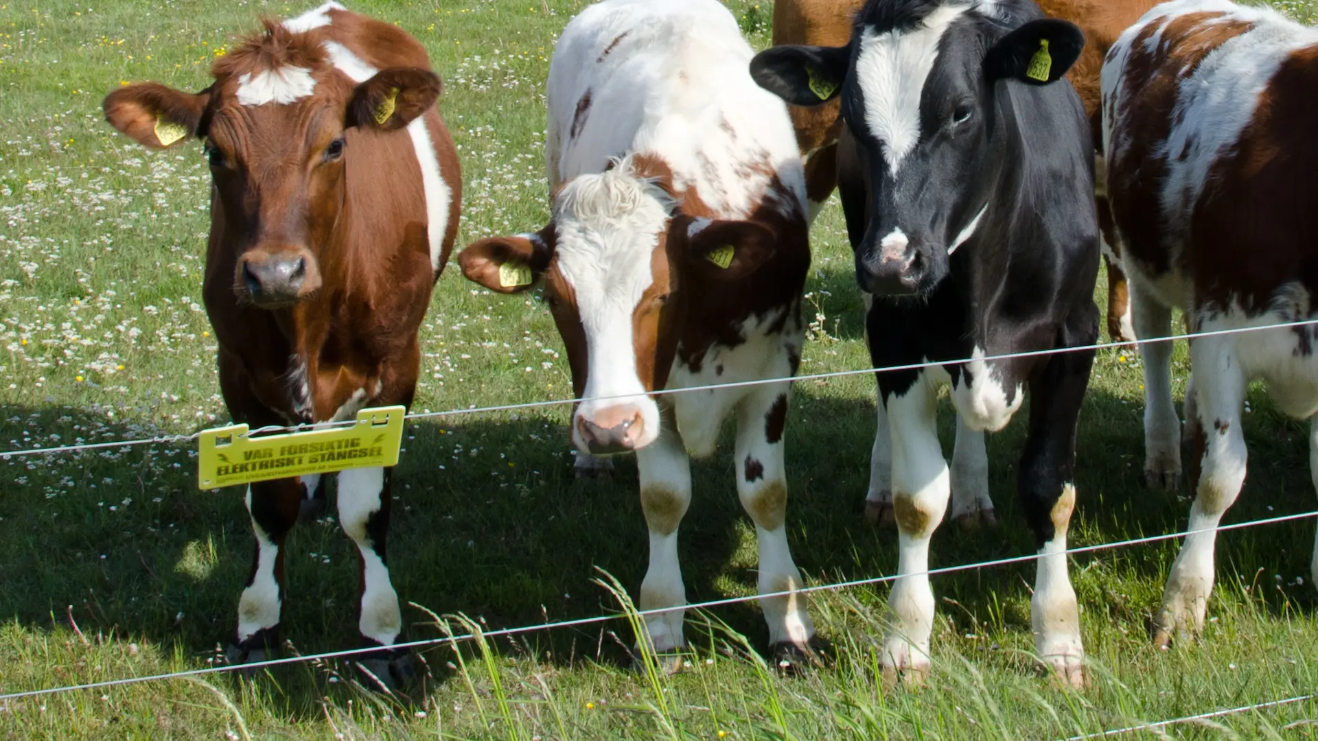 Cattle electric fence