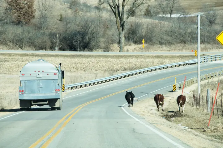 Cattle on road