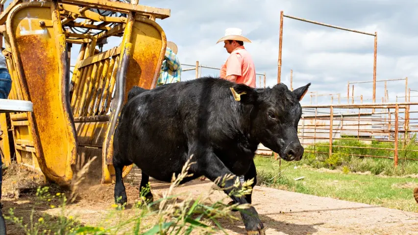 Cattle pen branding