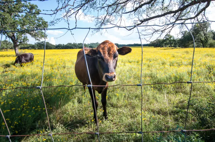 Cow hi tensil fence