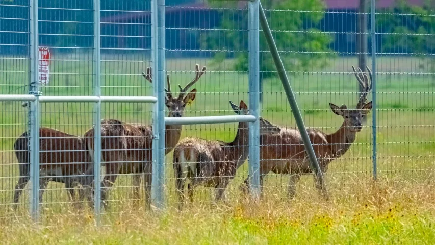 Deer bucks high fence