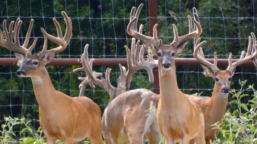 Deer fencing