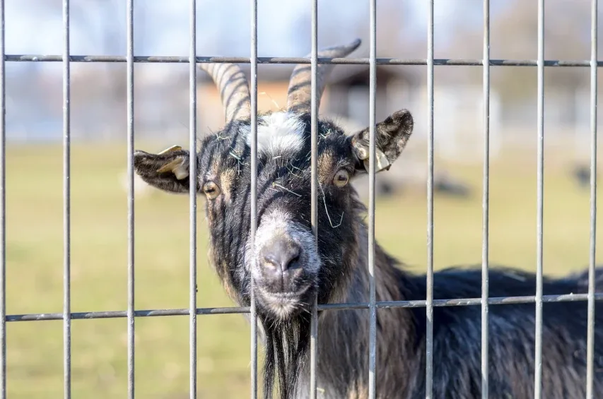 Goat high tensile fence