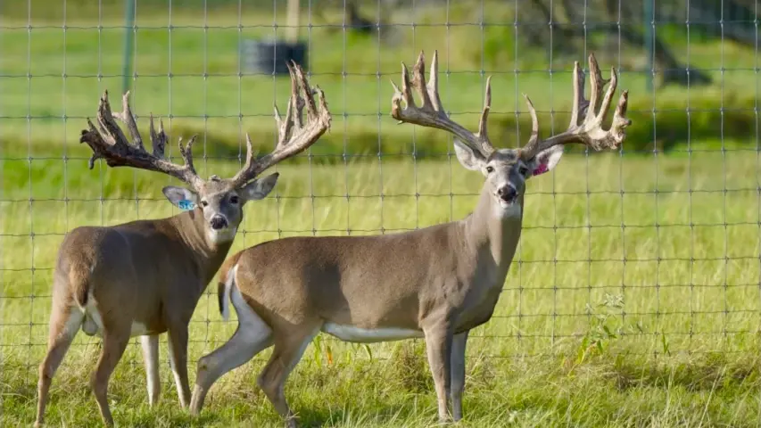 Hi fencing deer