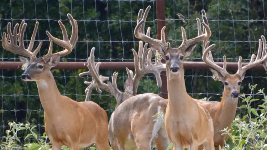 High fencing deer