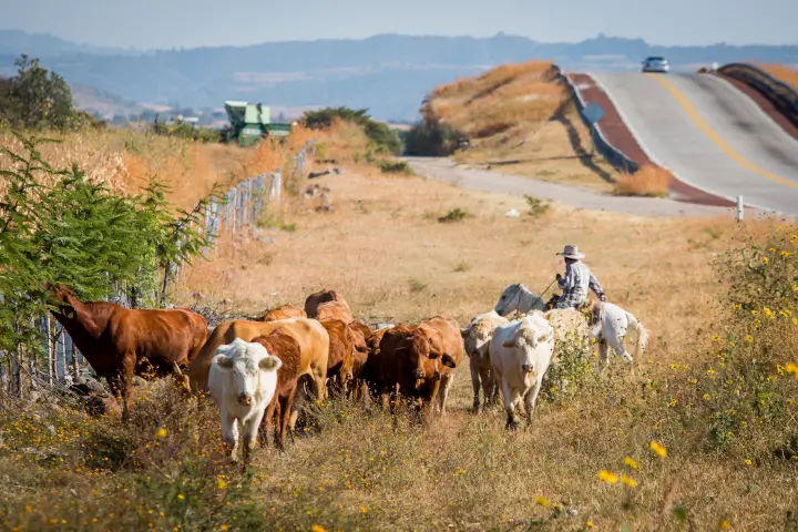 Livestock herded on road