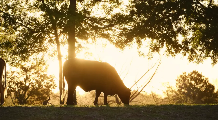 Santa gertrudis cattle