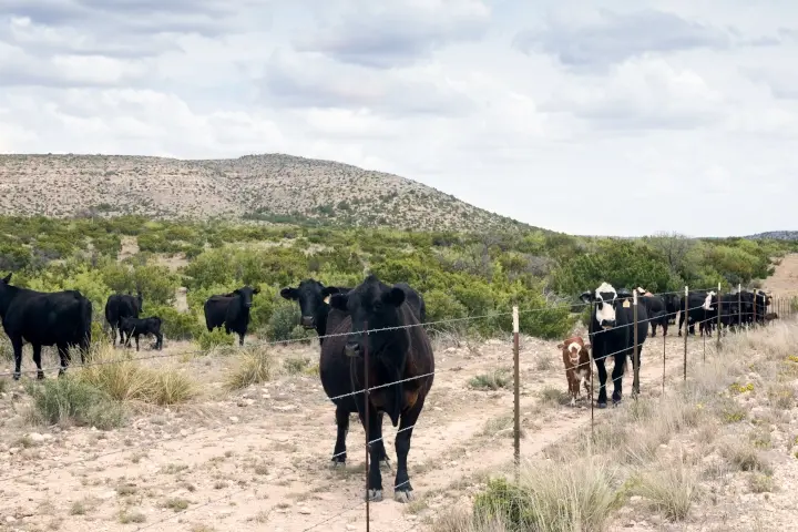 Texas cattle herd