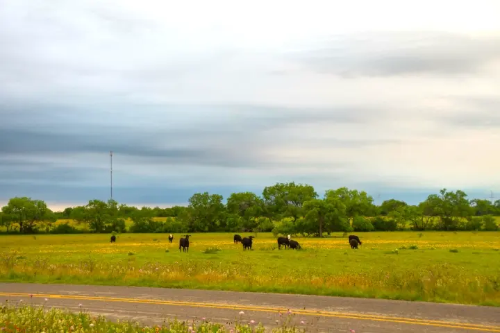 Texas cattle highway