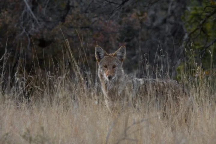 Texas coyote