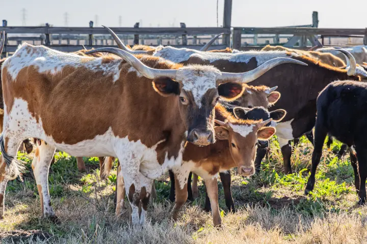 Texas longhorn cattle herd