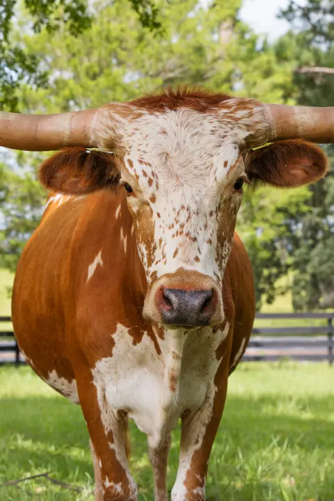 Texas longhorn cattle