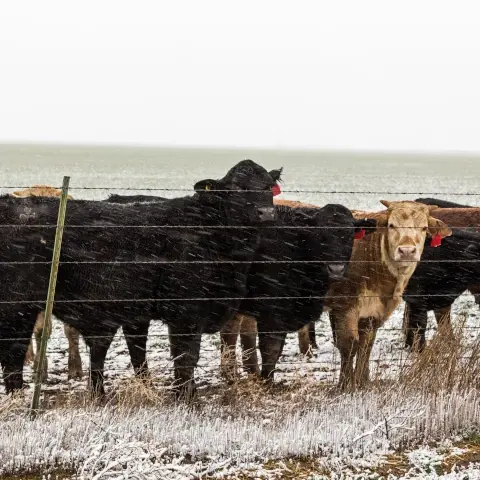 Texas ranch winter cattle fence