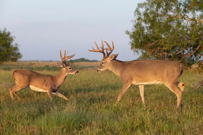 White tail bucks