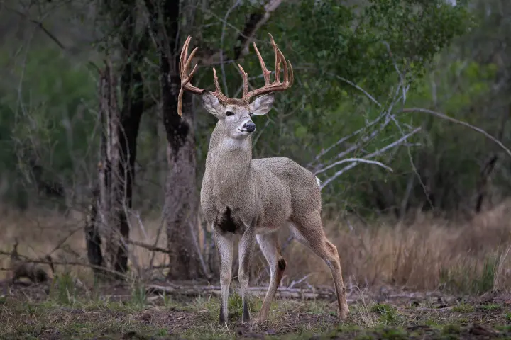 Whitetail trophy buck