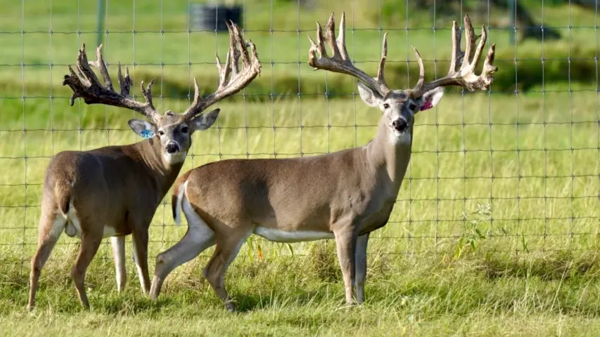 Woven fencing deer