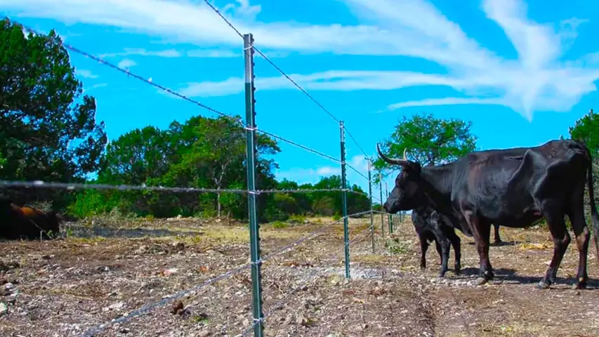 Cattle Fencing in Brady, Texas