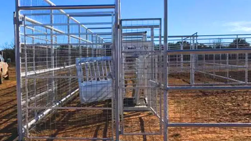 Cattle Pen and Fencing with Gate