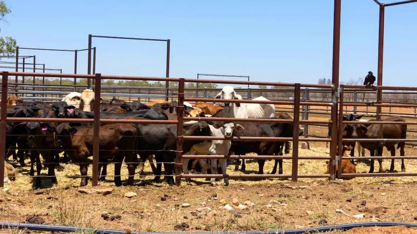 Livestock Fencing and Pen in Concho County