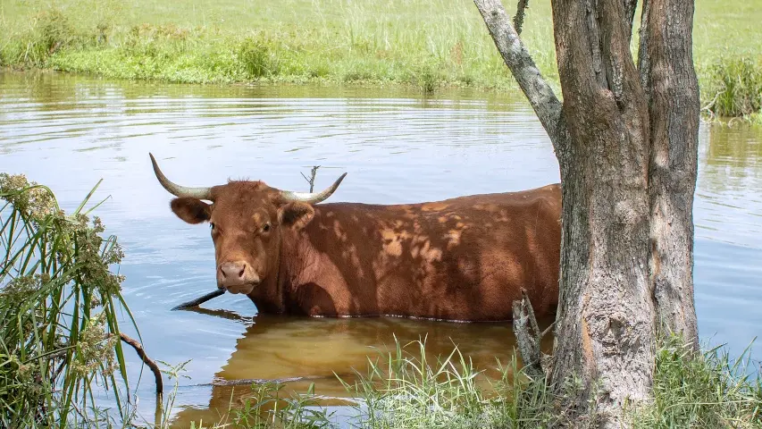 Bull grazing water