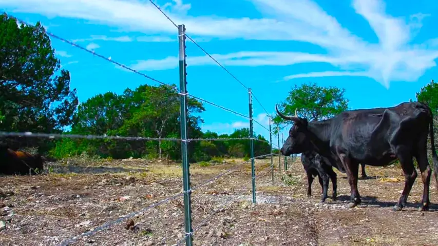 Cattle fencing 01