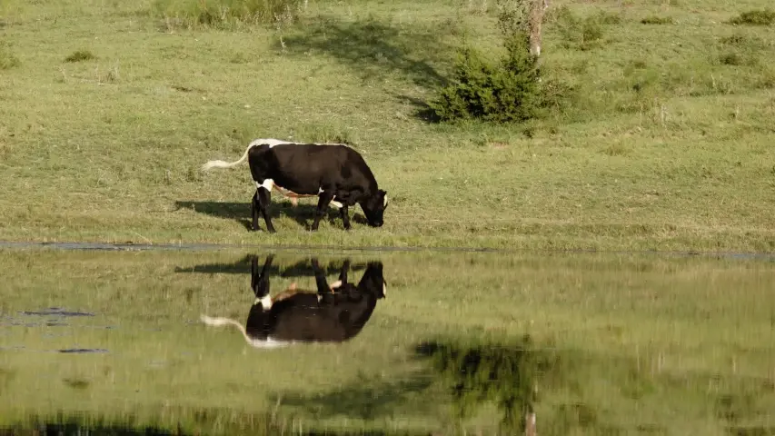 Cattle grazing creek