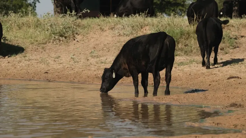 Cattle stock tank