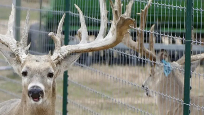 Game fencing deer 02