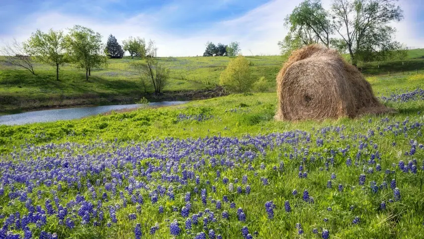 Texas creek bluebonnets