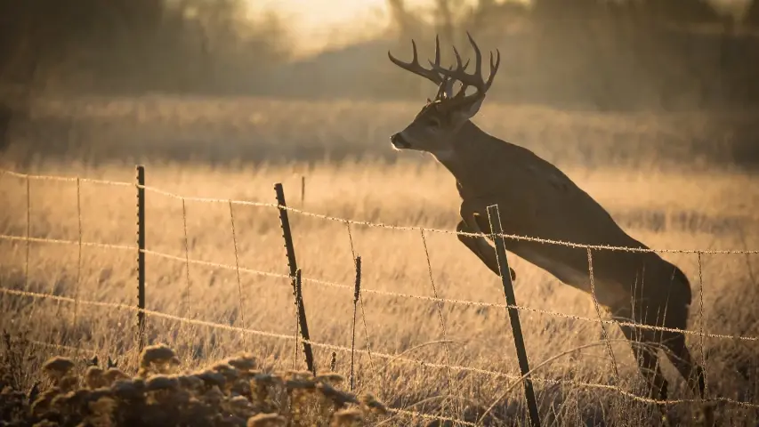 Whitetail deer