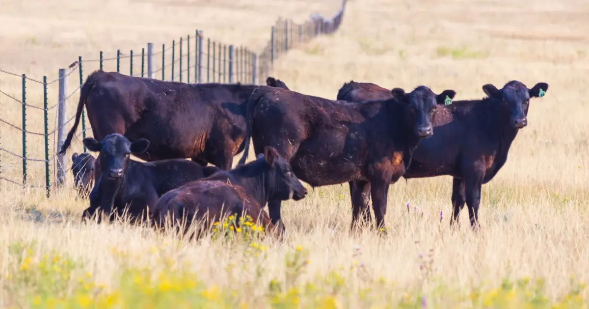 Angus cattle fencing featured