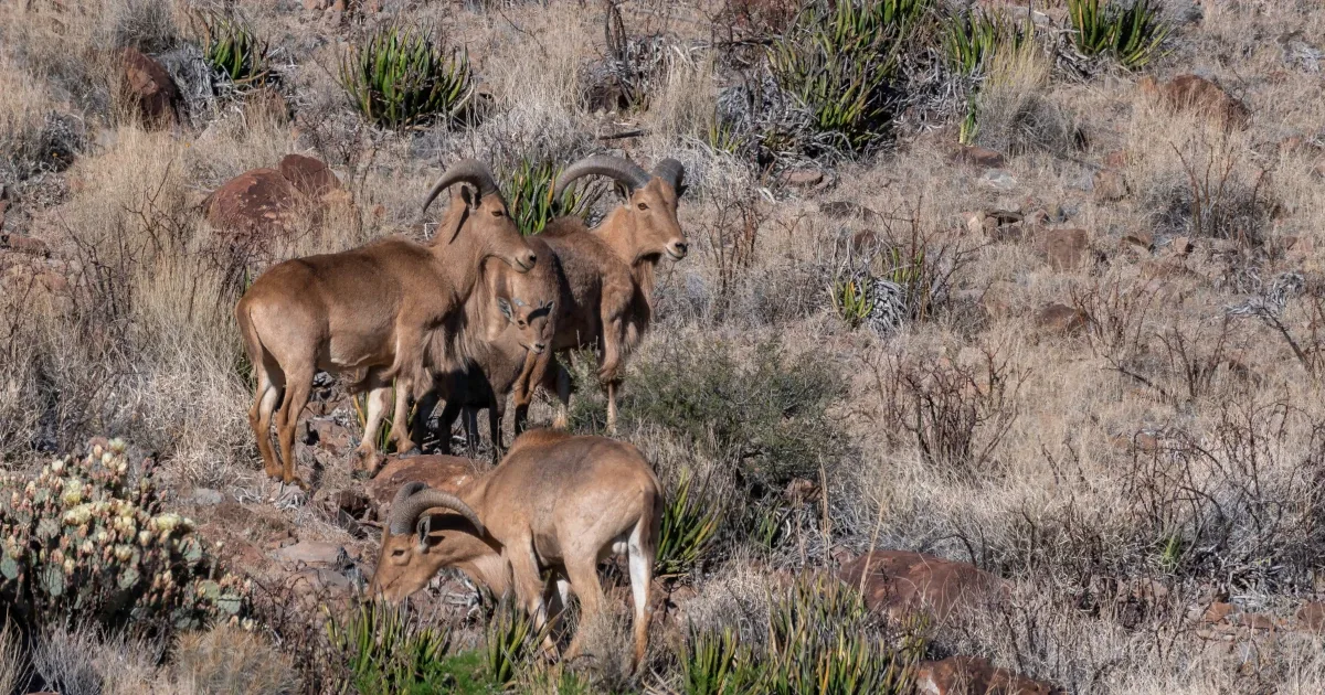 Aoudad herd og