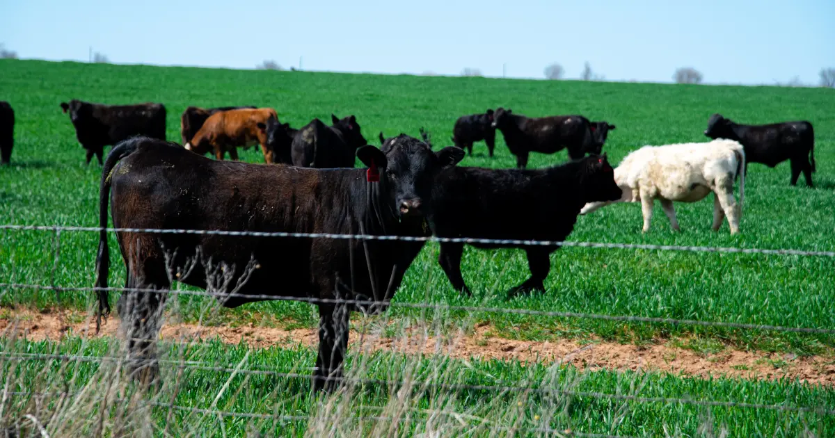 Best cattle fence types og