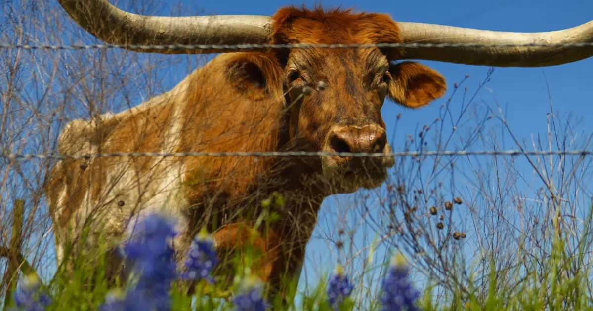 Cattle fence installation guide featured