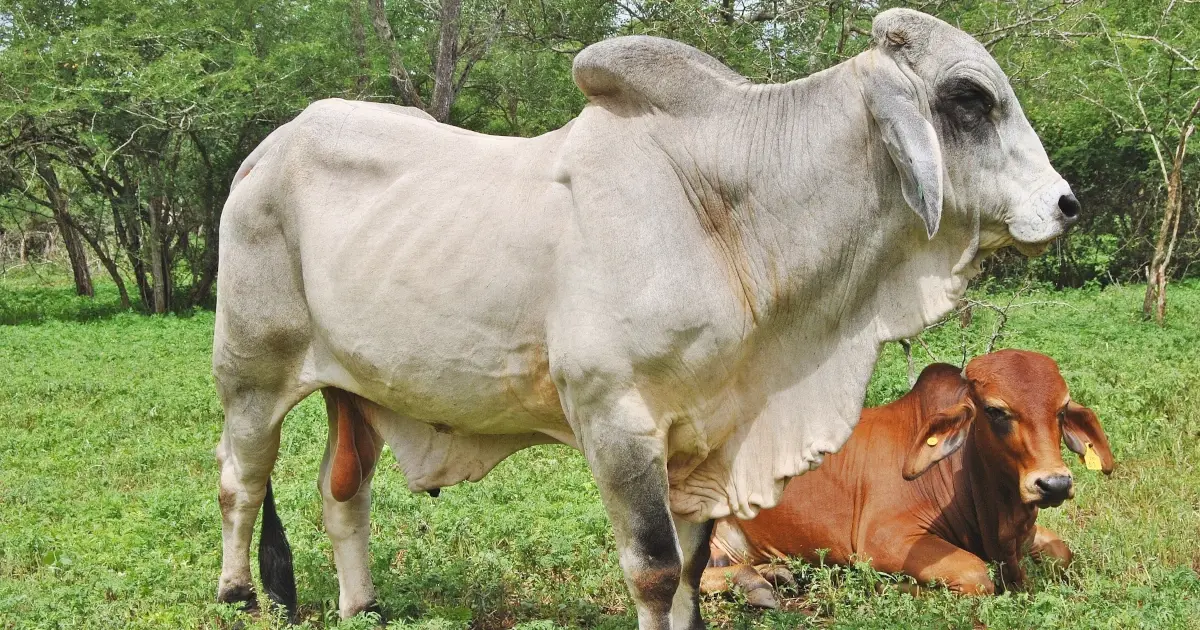 Fencing for brahman bulls featured