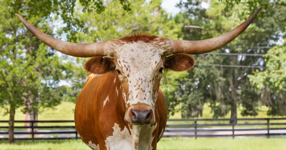 Fencing for texas longhorns featured