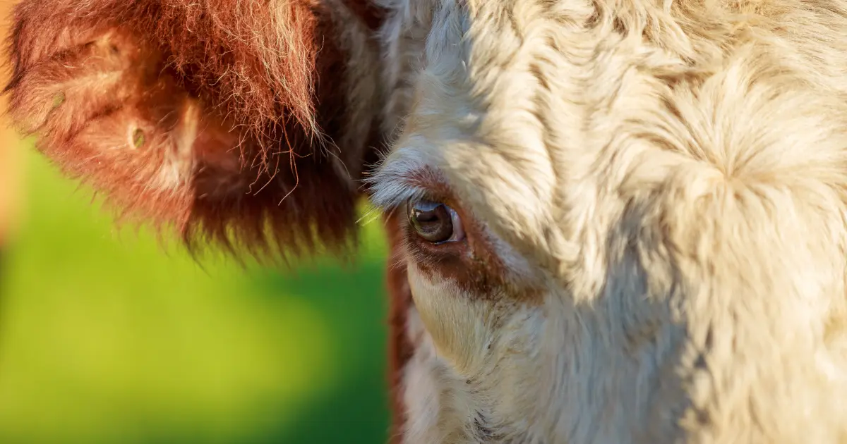 Hereford cattle fencing featured