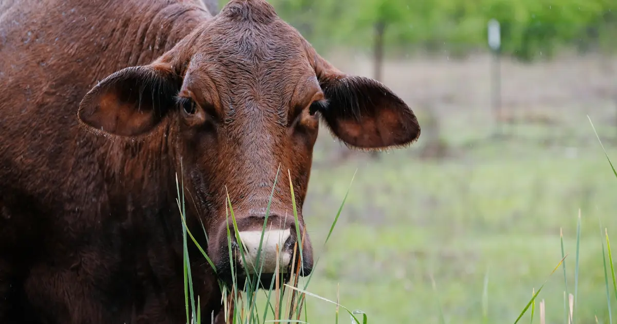 Santa gertrudis cattle fencing featured