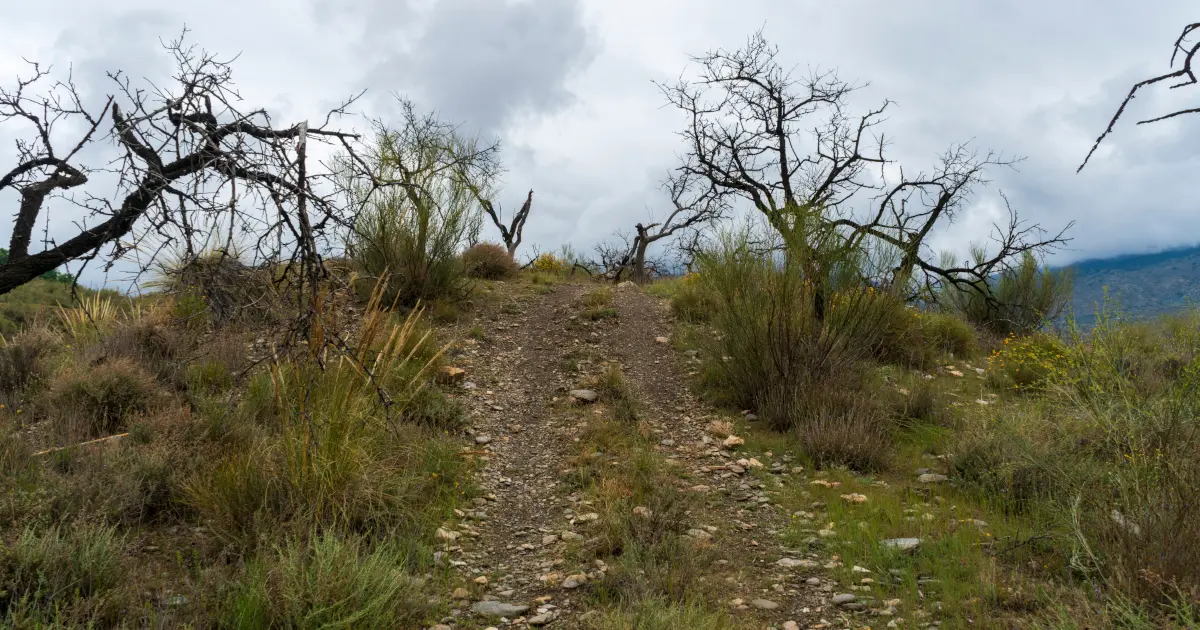 Texas fall winter land clearing featured