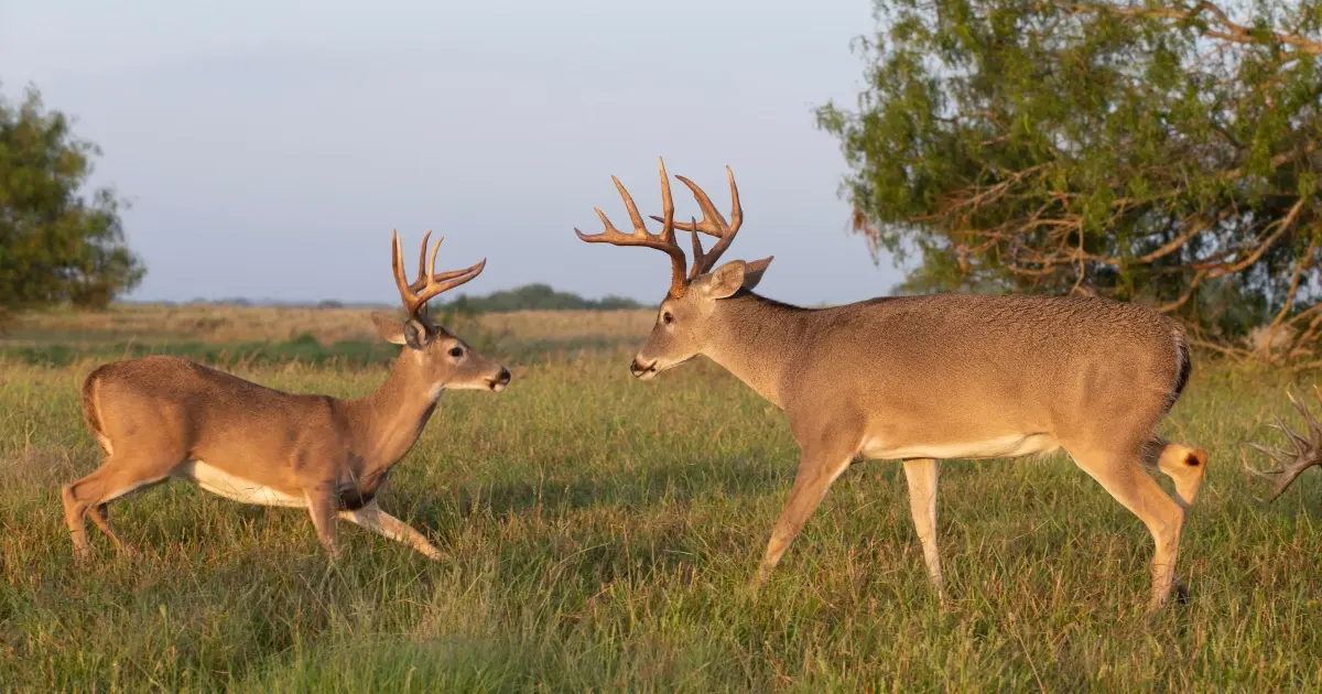 White tail bucks featured